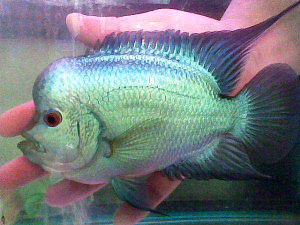 Flowerhorn - Brilliant Blue Diamond - 2-3 inch Flowerhorn - Brilliant Blue Diamond - 2-3 inch